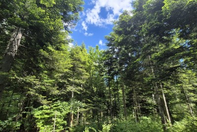 Gorski Kotar, Lukovdol – forest with the possibility of building a forestry facility
