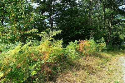 Popovo village - Agricultural land - 53,418 m² (forest, arable land, pastures, meadows)