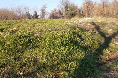 In vendita terreno a Brtonigla (Istria) – edificabile e agricolo, superficie totale di 5.000 m²