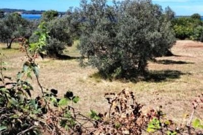 Prodaje se poljoprivredno zemljište – Fažana - Peroj
