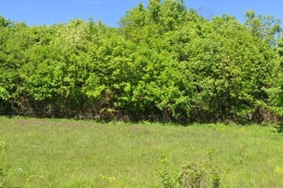 Baugrundstück 4.168 m² – Tinjan, Istrien