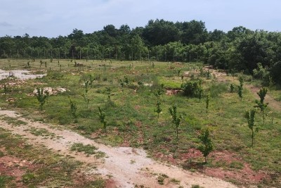Building land for sale with building permit for the construction of a villa with a swimming pool, Svetvinčenat!